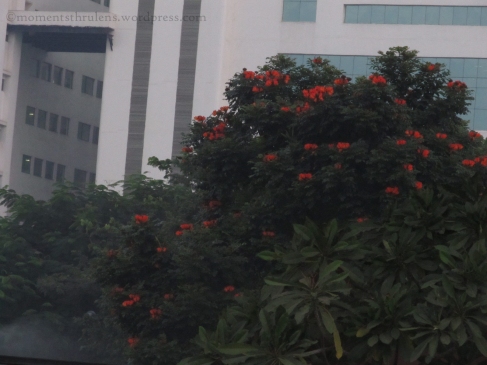Trip starts with a these Orange flowers in Office Campus